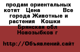 продам ориентальных котят › Цена ­ 5 000 - Все города Животные и растения » Кошки   . Брянская обл.,Новозыбков г.